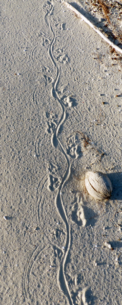 Goanna tracks on a beach.
